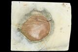 Fossil Leaf (Beringiaphyllum) - Montana #105212-1
